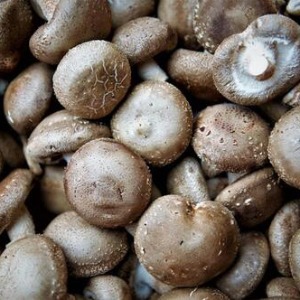 자연 품은 참나무 원목 표고버섯 1kg (못난이/정상상품)